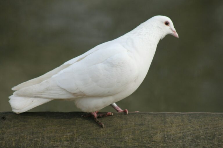 What Did The Dove Bring Back To Noah As A Sign The Flood Had Receded?