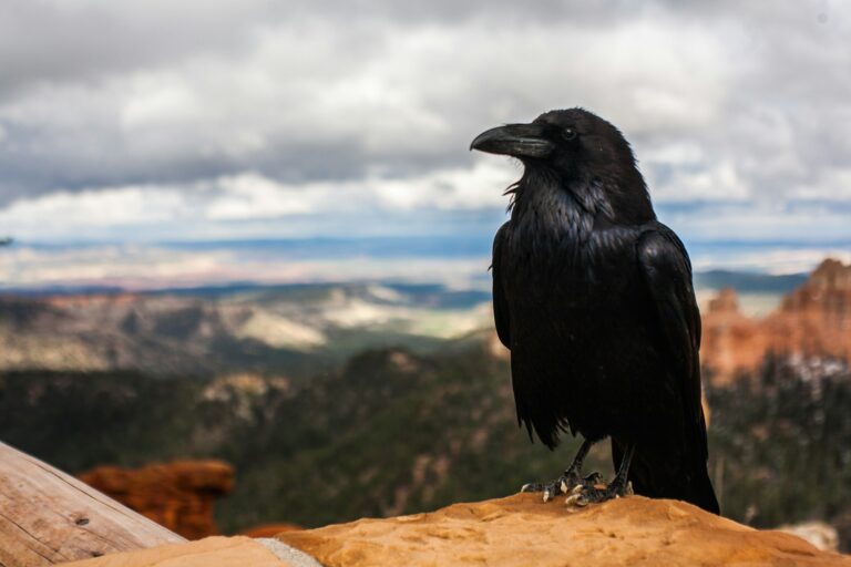 What Food Did Ravens Bring Elijah In The Wilderness?